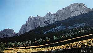 Dentelles de Montmirail