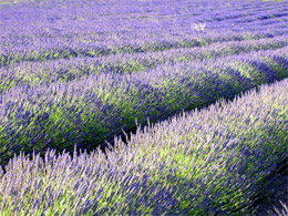 lavande provence