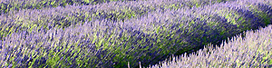 lavande verdon