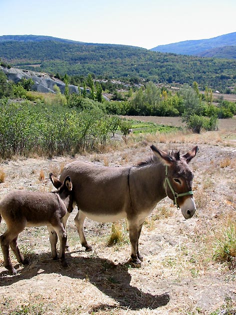 photo Animaux provence