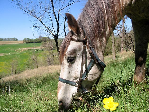 photo Animaux provence