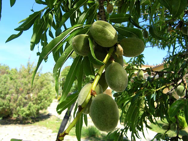 photo Arbres provence