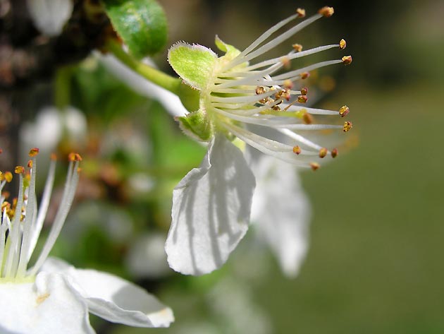 photo Arbres provence