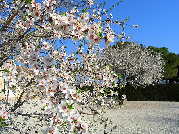 photo Arbres provence