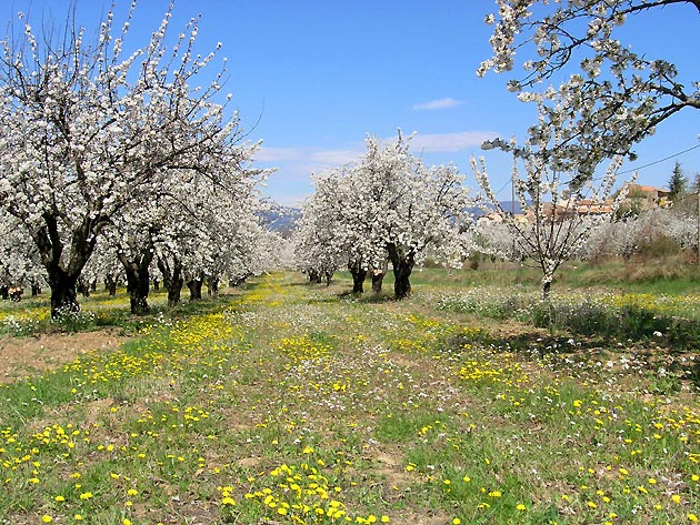 photo Arbres provence