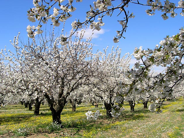photo Arbres provence