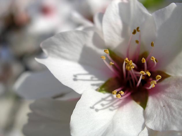 photo Arbres provence
