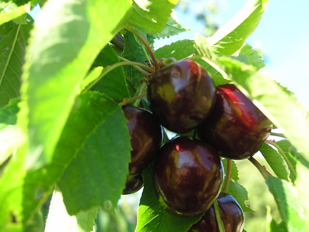 photo Arbres provence