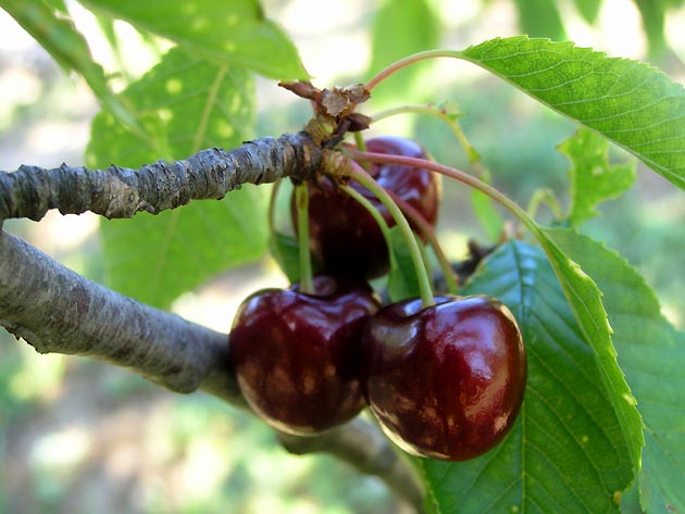photo Arbres provence