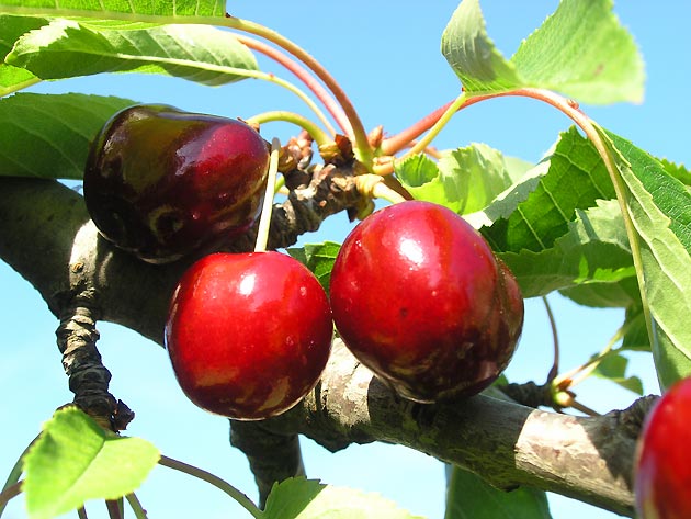 photo Arbres provence