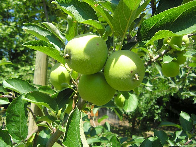 photo Arbres provence
