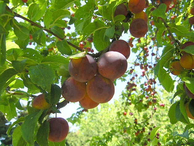 photo Arbres provence