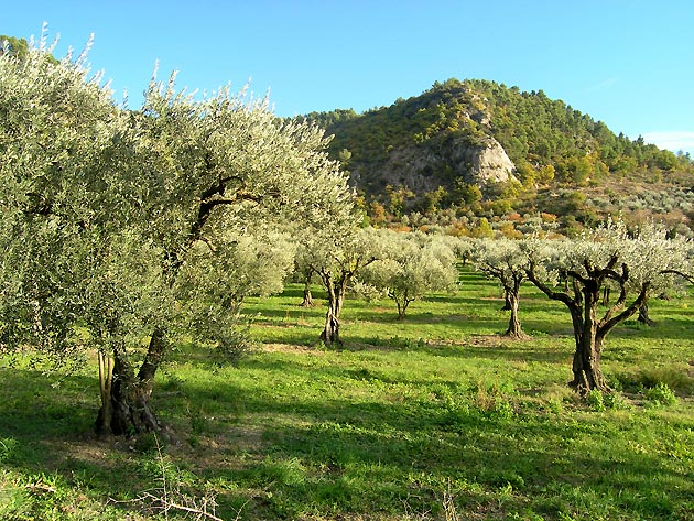 photo Olives provence