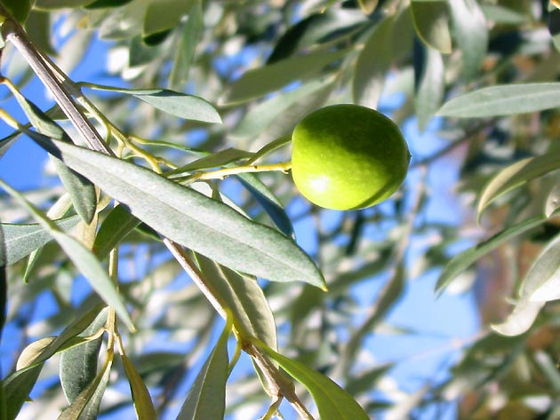 photo Olives provence
