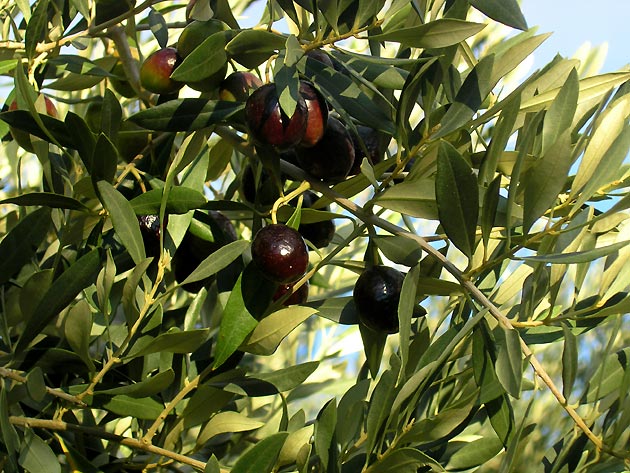 photo Olives provence