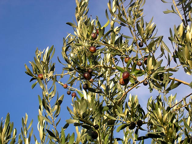 photo Olives provence