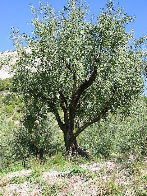 photo Olives provence