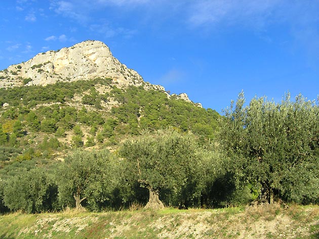 photo Olives provence