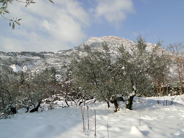 photo Olives provence
