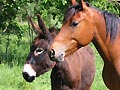 Ane et cheval