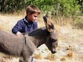 Un �ne et un enfant