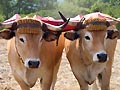 Boeufs
