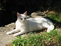 Chat blanc