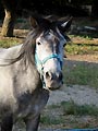 Cheval