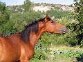 Cheval