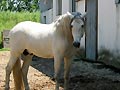 Cheval