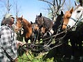 Chevaux