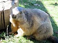 Marmotte