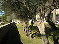 Parc d