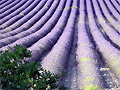 Champs de lavande en Provence
