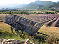 Lavande en Drome Provencale