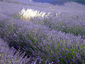 Champ de lavande en Provence