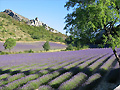 Lavande en Drome