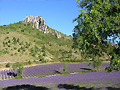 Champ de lavande