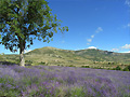 Lavande en Baronnies