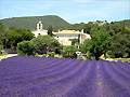 Lavande � Montbrison sur Lez - Drome Provencale