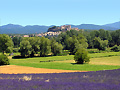 Champ de lavande � Grignan, Drome Provencale