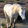 la camargue