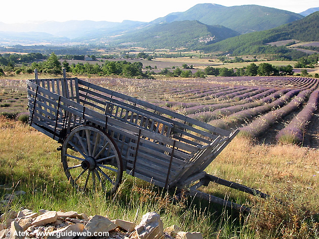 photo Lavande provence