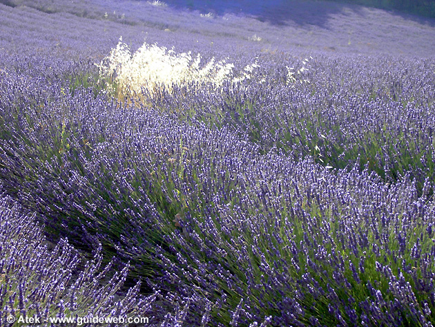 photo Lavande provence