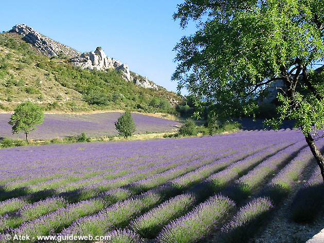 photo Lavande provence