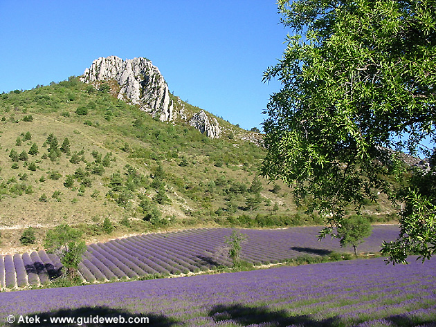 photo Lavande provence