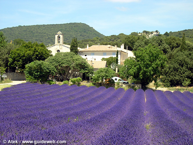 photo Lavande provence